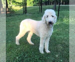 Poodle (Standard) Dogs for adoption in Temple, GA, USA