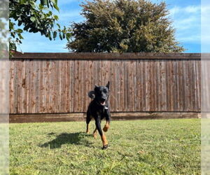 German Shepherd Dog-Unknown Mix Dogs for adoption in Plano, TX, USA