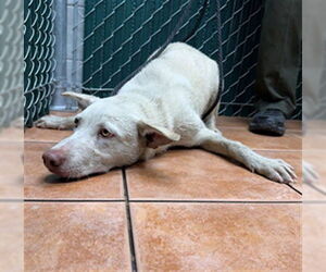 Siberian Husky-Unknown Mix Dogs for adoption in Downey, CA, USA