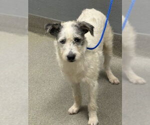 Mutt Dogs for adoption in Las Vegas, NV, USA