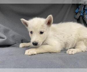 Siberian Husky Dogs for adoption in HESPERIA, CA, USA