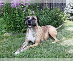Bull-Boxer Dogs for adoption in Grafton, WI, USA