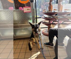 German Shepherd Dog Dogs for adoption in Burbank, CA, USA