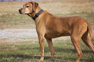 Rhodesian Ridgeback Dogs for adoption in Pryor, OK, USA