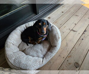 Dachshund Dogs for adoption in Sioux Falls, SD, USA