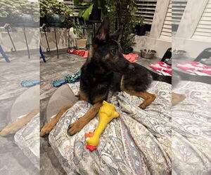 German Shepherd Dog-Unknown Mix Dogs for adoption in Seattle, WA, USA