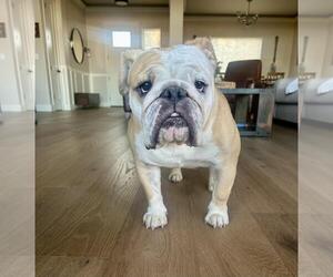 Bulldog-Unknown Mix Dogs for adoption in Incline Village, NV, USA