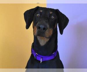 Doberman Pinscher Dogs for adoption in Aurora, CO, USA