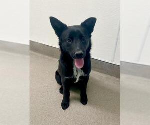 Mutt Dogs for adoption in HESPERIA, CA, USA