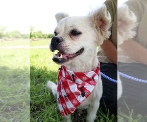 Medium Photo #1 Chug Puppy For Sale in Von Ormy, TX, USA