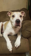 American Pit Bull Terrier Dogs for adoption in Anchorage, AK, USA
