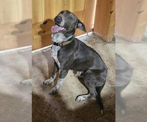 Mutt Dogs for adoption in San Antonio, TX, USA