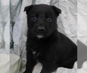 Labrador Retriever-Unknown Mix Dogs for adoption in Thief River Falls, MN, USA