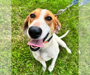 English Coonhound Dogs for adoption in Monterey, VA, USA