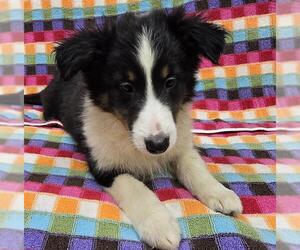 Mutt Dogs for adoption in Center Township, PA, USA