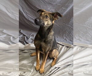 Carolina Dog-Unknown Mix Dogs for adoption in Bryant, AR, USA