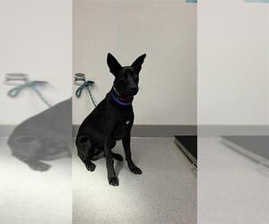 German Shepherd Dog-Unknown Mix Dogs for adoption in Rancho Cucamonga, CA, USA