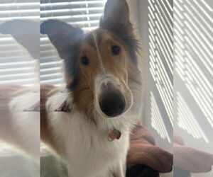 Collie Dogs for adoption in Chantilly, VA, USA