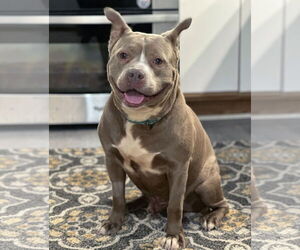 American Staffordshire Terrier-Unknown Mix Dogs for adoption in Techny, IL, USA