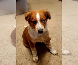 Mutt Dogs for adoption in Mechanicsburg, PA, USA