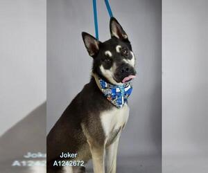 German Shepherd Dog Dogs for adoption in Bakersfield, CA, USA