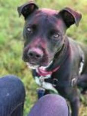 Labrador Retriever-Unknown Mix Dogs for adoption in Bradenton, FL, USA