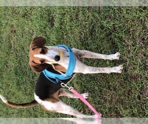 English Foxhound Dogs for adoption in oakland, FL, USA