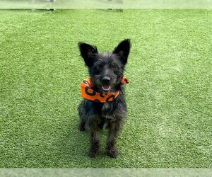 Petit Basset Griffon Vendeen-Unknown Mix Dogs for adoption in Orange, CA, USA