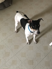 Rat Terrier Dogs for adoption in Tenafly, NJ, USA