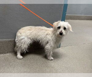 Mutt Dogs for adoption in Las Vegas, NV, USA