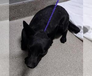 German Shepherd Dog-Unknown Mix Dogs for adoption in Las Vegas, NV, USA