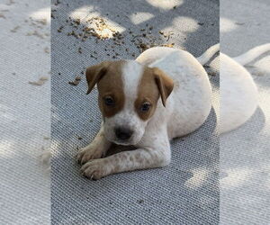 Rat Terrier-Unknown Mix Dogs for adoption in Bolivar, MO, USA