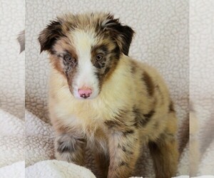 Medium Photo #1 Australian Shepherd Puppy For Sale in Bon Carbo, CO, USA