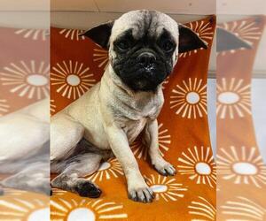 Pug Dogs for adoption in HESPERIA, CA, USA