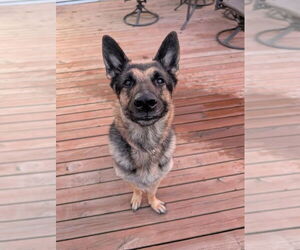German Shepherd Dog Dogs for adoption in Minneapolis, MN, USA