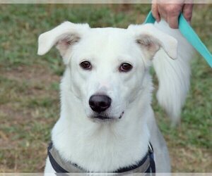 Canaan Dog-Huskies  Mix Dogs for adoption in Anniston, AL, USA