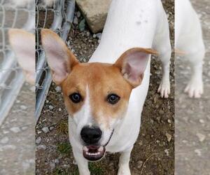 Jack-Rat Terrier Dogs for adoption in Batavia, OH, USA