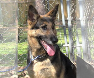 German Shepherd Dog-Unknown Mix Dogs for adoption in Conroe, TX, USA