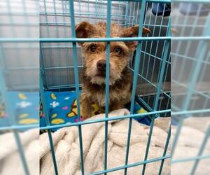 Cairn Terrier-Unknown Mix Dogs for adoption in Dallas, TX, USA