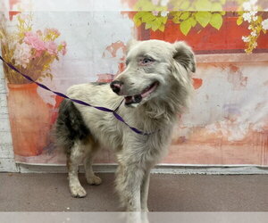 Australian Shepherd Dogs for adoption in San Bernardino, CA, USA