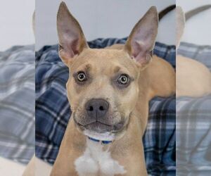 Bulldog-Unknown Mix Dogs for adoption in Kennesaw, GA, USA