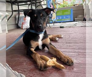 Labrador Retriever-Unknown Mix Dogs for adoption in San Antonio, TX, USA