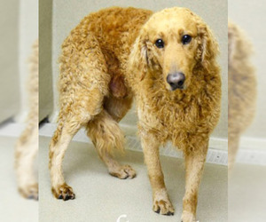 Golden Retriever Dogs for adoption in Griffin, GA, USA
