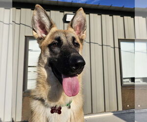 German Shepherd Dog-Unknown Mix Dogs for adoption in Fargo, ND, USA
