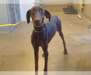 Doberman Pinscher Dogs for adoption in Sacramento, CA, USA
