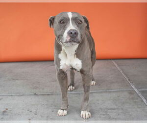American Pit Bull Terrier Dogs for adoption in Pasadena, CA, USA