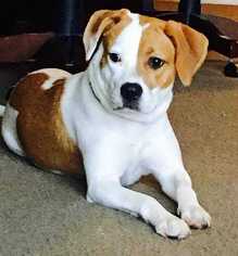 American Bulldog-Beagle Mix Dogs for adoption in Tampa, FL, USA