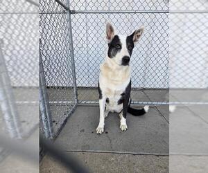 Mutt Dogs for adoption in Bakersfield, CA, USA