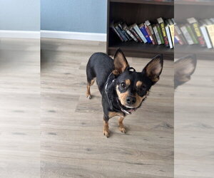 Chihuahua-Unknown Mix Dogs for adoption in Lakewood, CO, USA