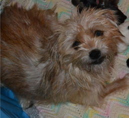 Norwich Terrier Dogs for adoption in Simi Valley, CA, USA